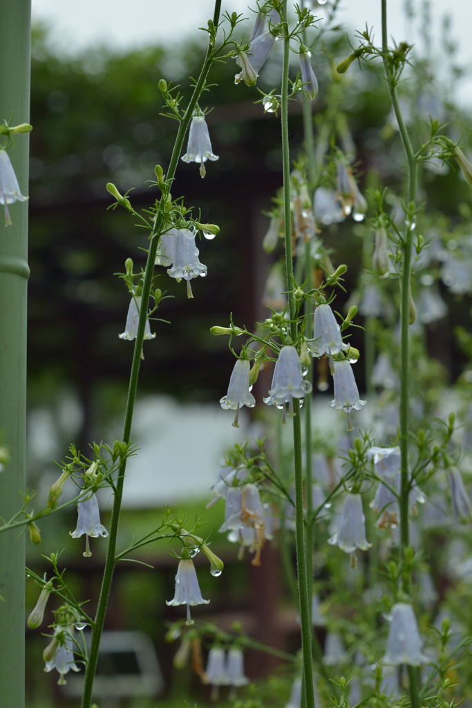 夏の雨 －2