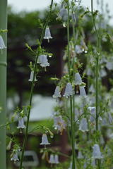 夏の雨 －2