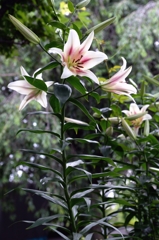 六月の終わりにー4