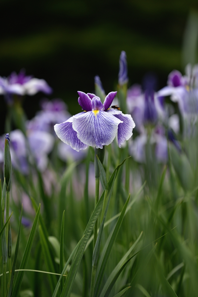 染谷花しょうぶー８