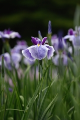 染谷花しょうぶー８