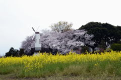 春ですね