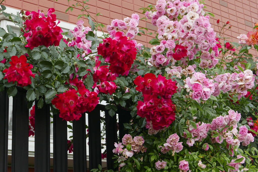 薔薇の家 ―2