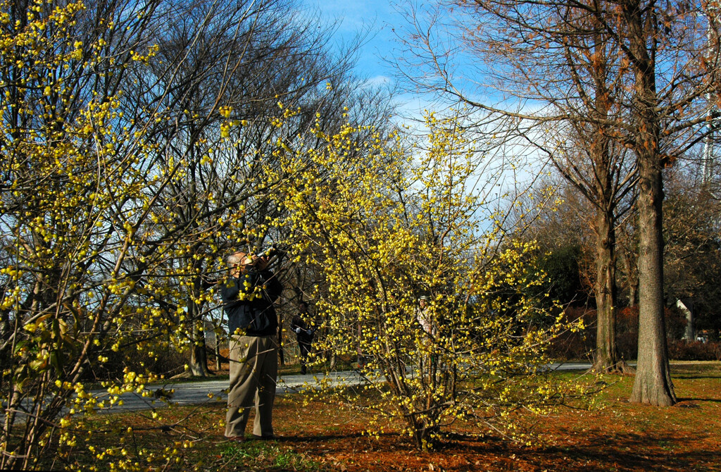  冬の香り 蠟梅―1