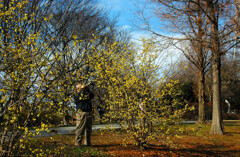  冬の香り 蠟梅―1