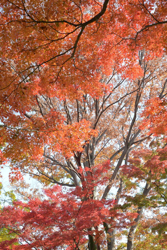 秋の 殿ヶ谷庭園―6