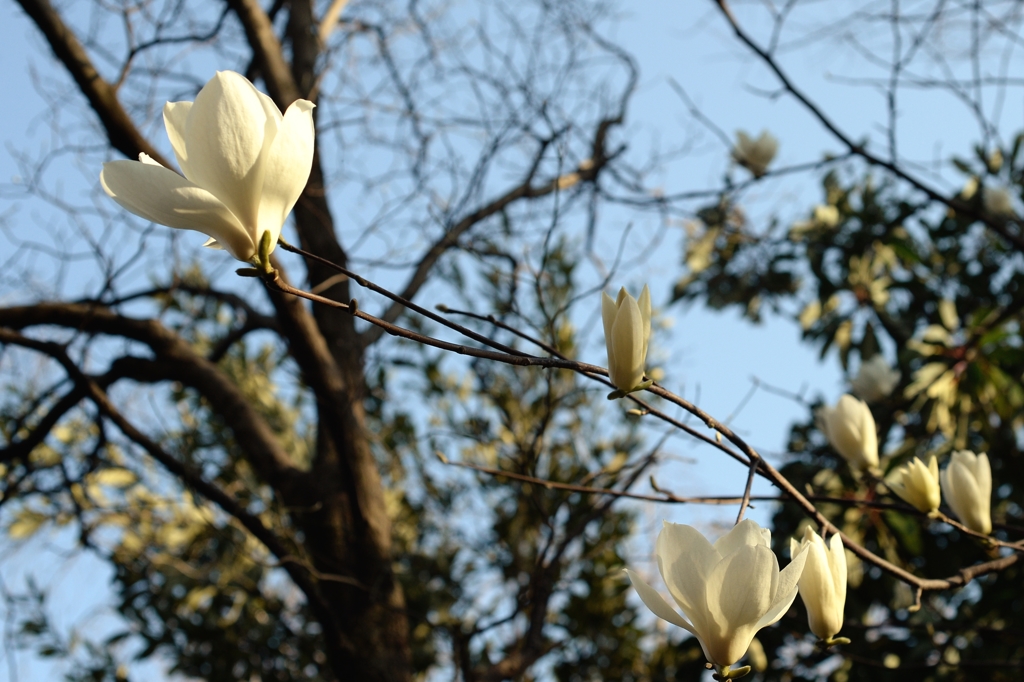 サクラの前に―コブシ