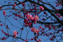 寒 梅　百花の魁 ー1