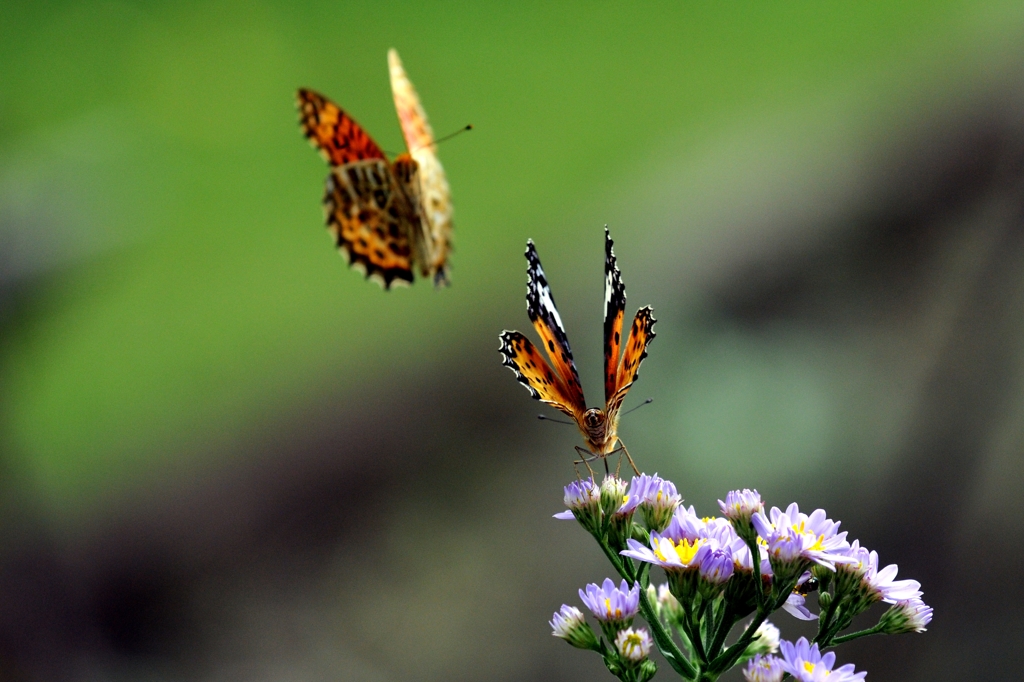 蝶にチョウが