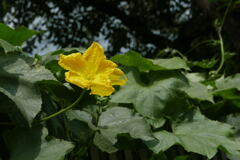 へちま(糸瓜）の花