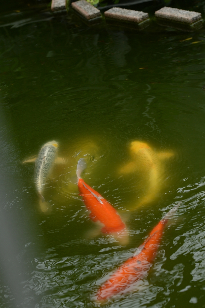 八月の一コマー3