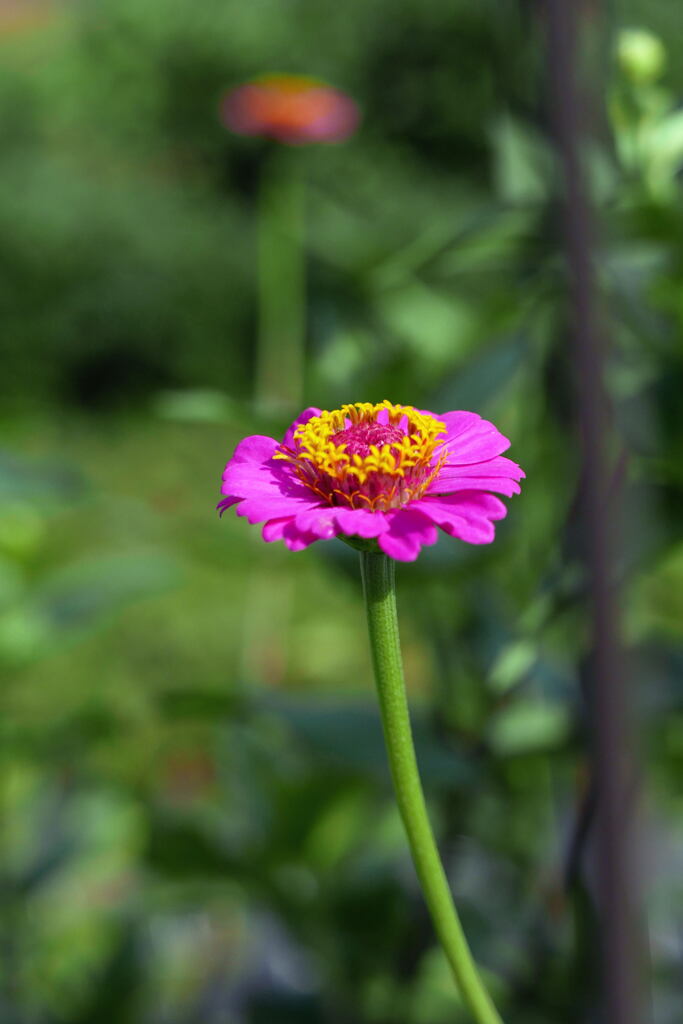  野 の 花 ―1
