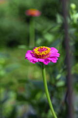  野 の 花 ―1