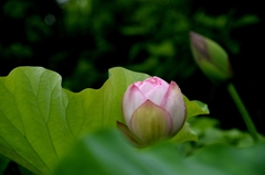 薬用植物園で-2