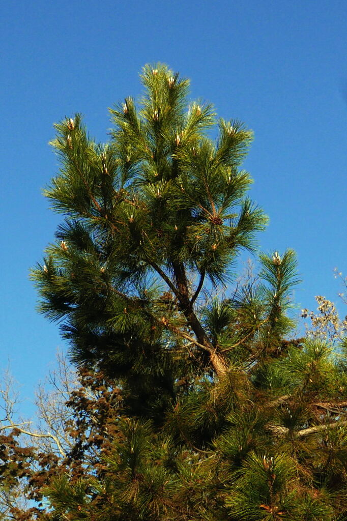  春へ つなぐ ―2