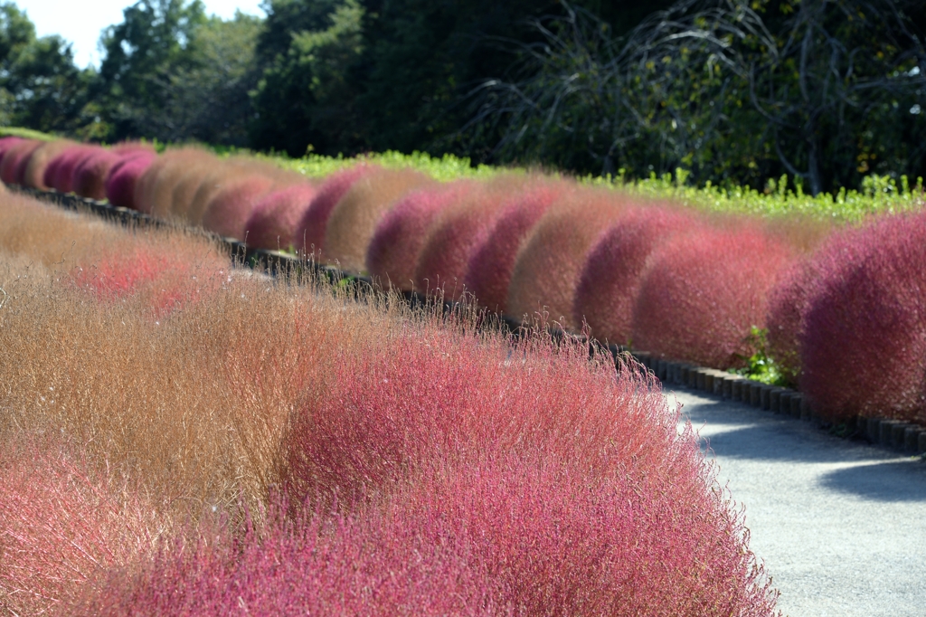 色付き始めた　ｺｷｱー2