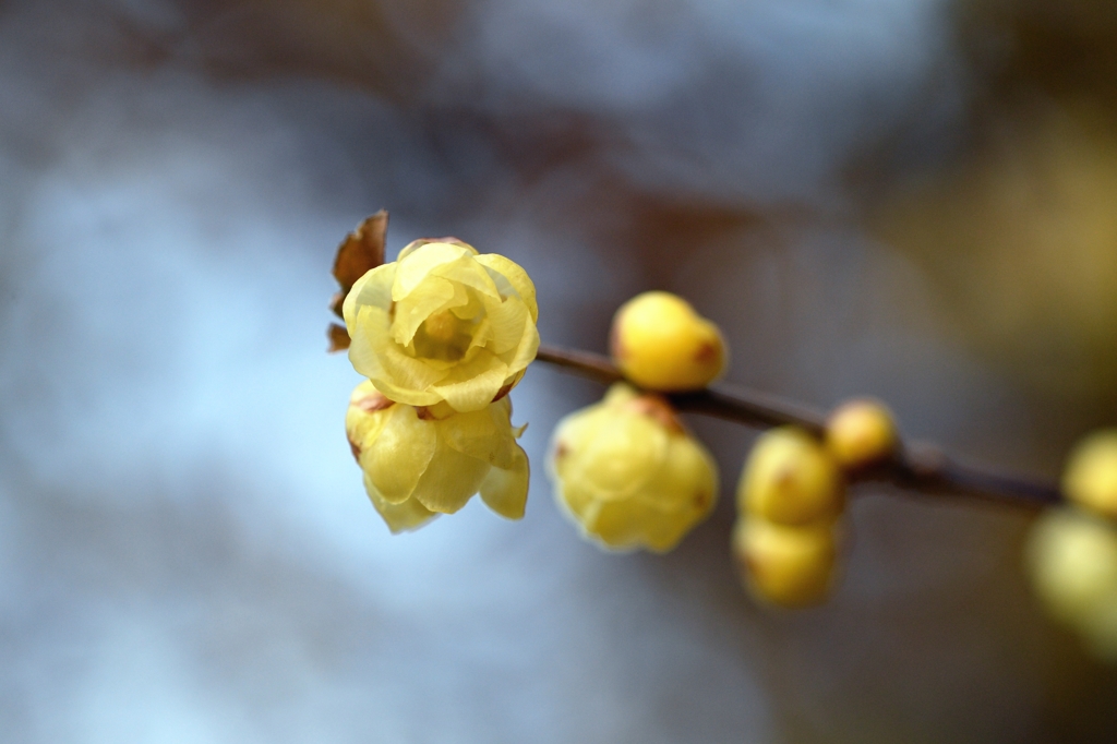 冬の見沼で－１