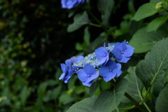 今年の紫陽花ー1