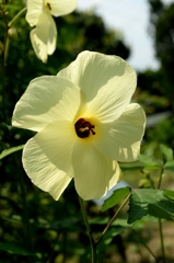 同季のなかま－３　トロロアオイ