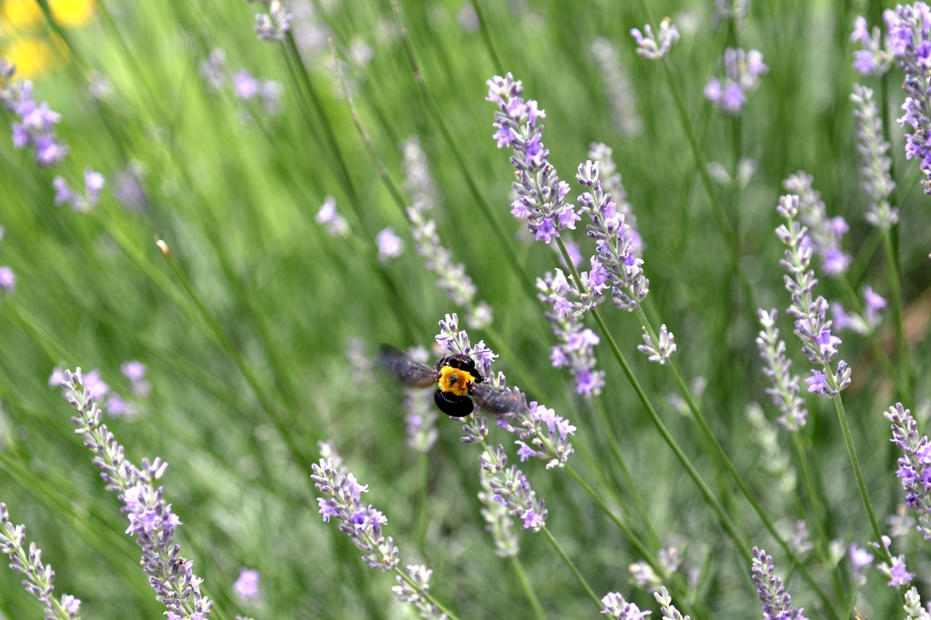 梅雨時の原で-4
