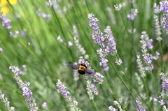 梅雨時の原で-4