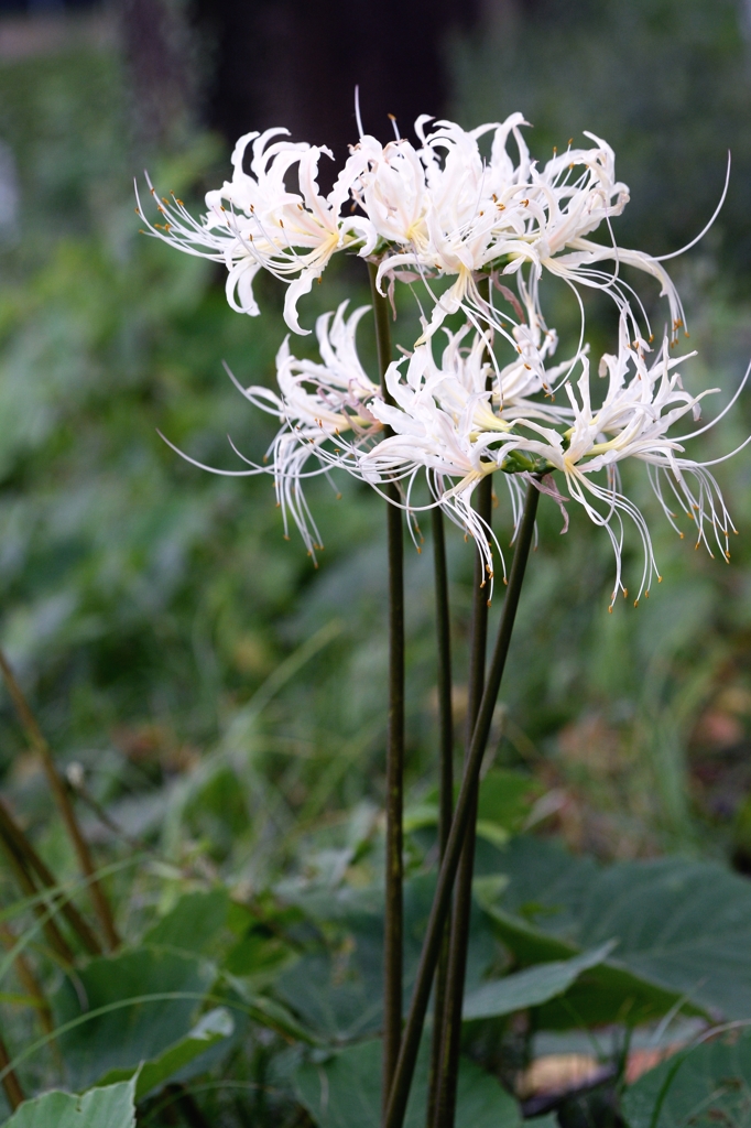 ヒガンバナー１