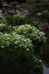 半夏生の両足院ー3