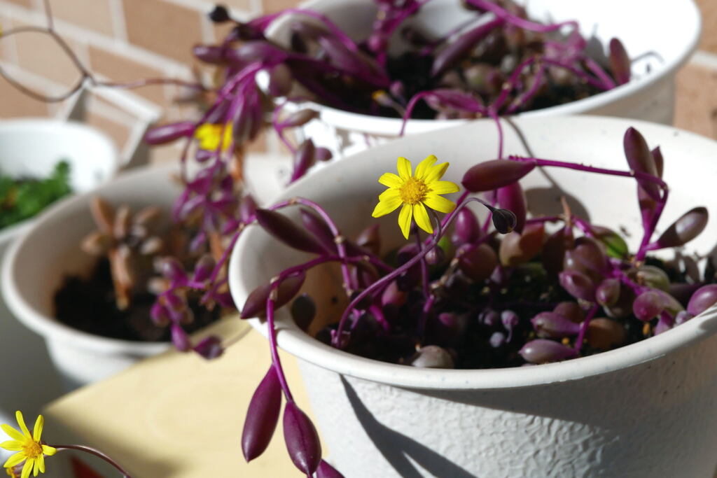  冬の陽差しに ―2