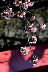 密蔵院のさくらー１