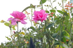 ご近所の 薔薇 ー2