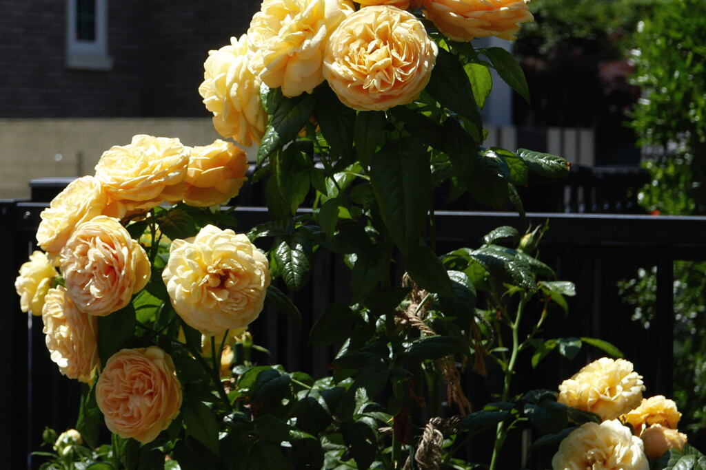  ご近所の 薔薇 ―2