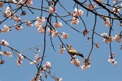 密蔵院のさくらー５