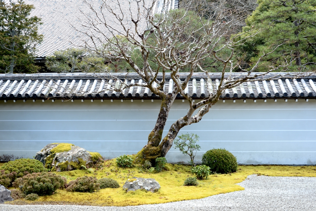 南禅寺辺り・金地院庭ー７