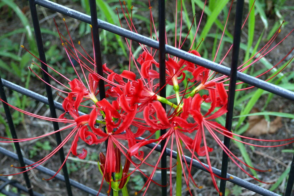  漸く来てくれた曼珠沙華 ―2