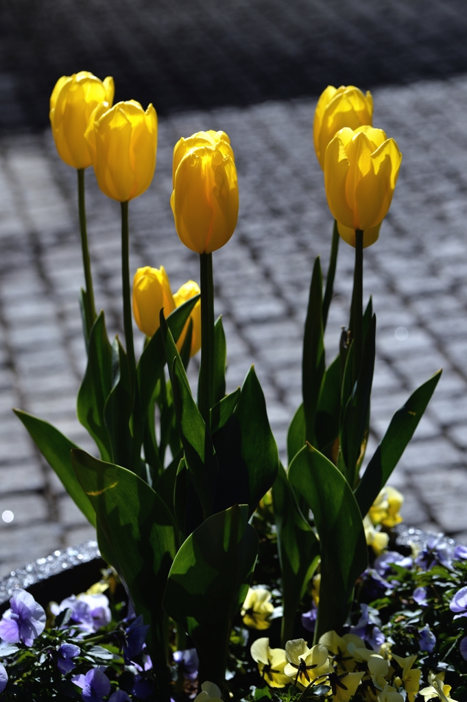 想定より早く　ﾁｭｳリップ