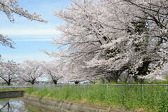 見沼用水路の桜―2