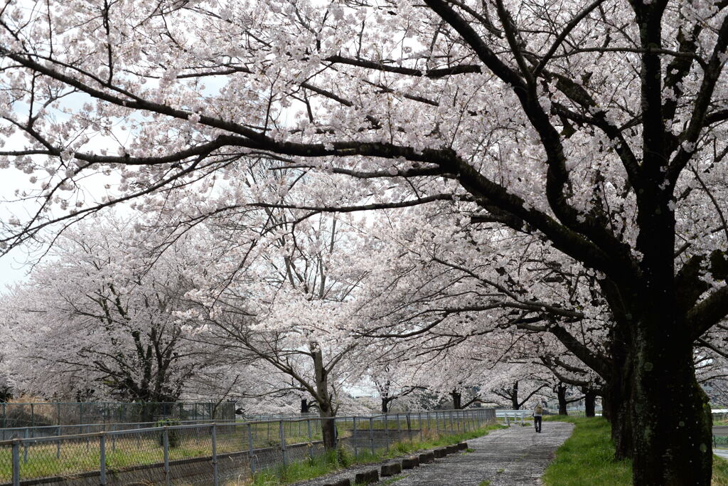 見沼用水路の桜—1
