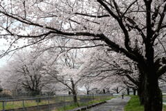 見沼用水路の桜—1
