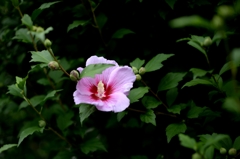 季節の贈り物　2