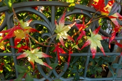 秋晴れが戻ってー2