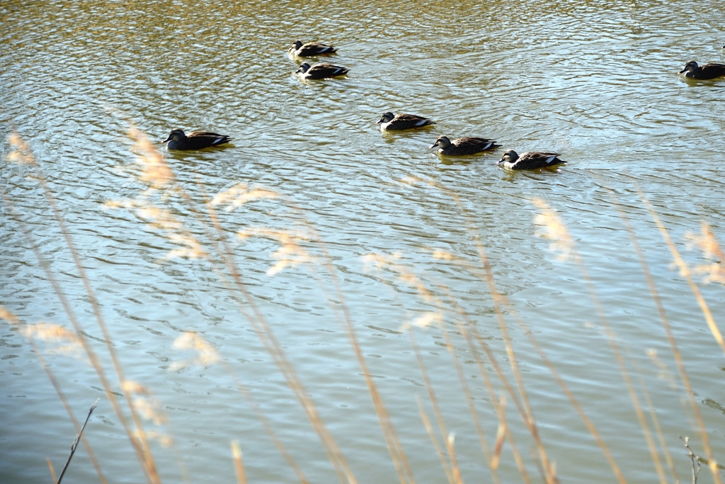 寒風に負けないでー2