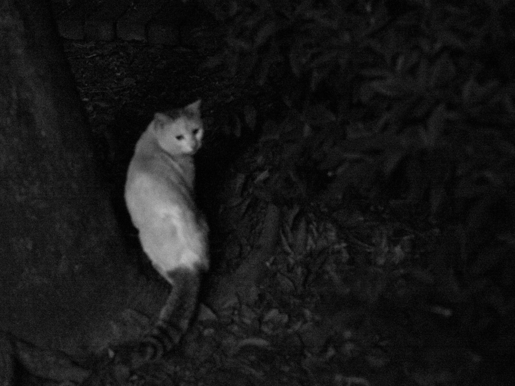 stray