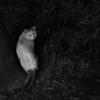 stray