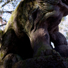 moss