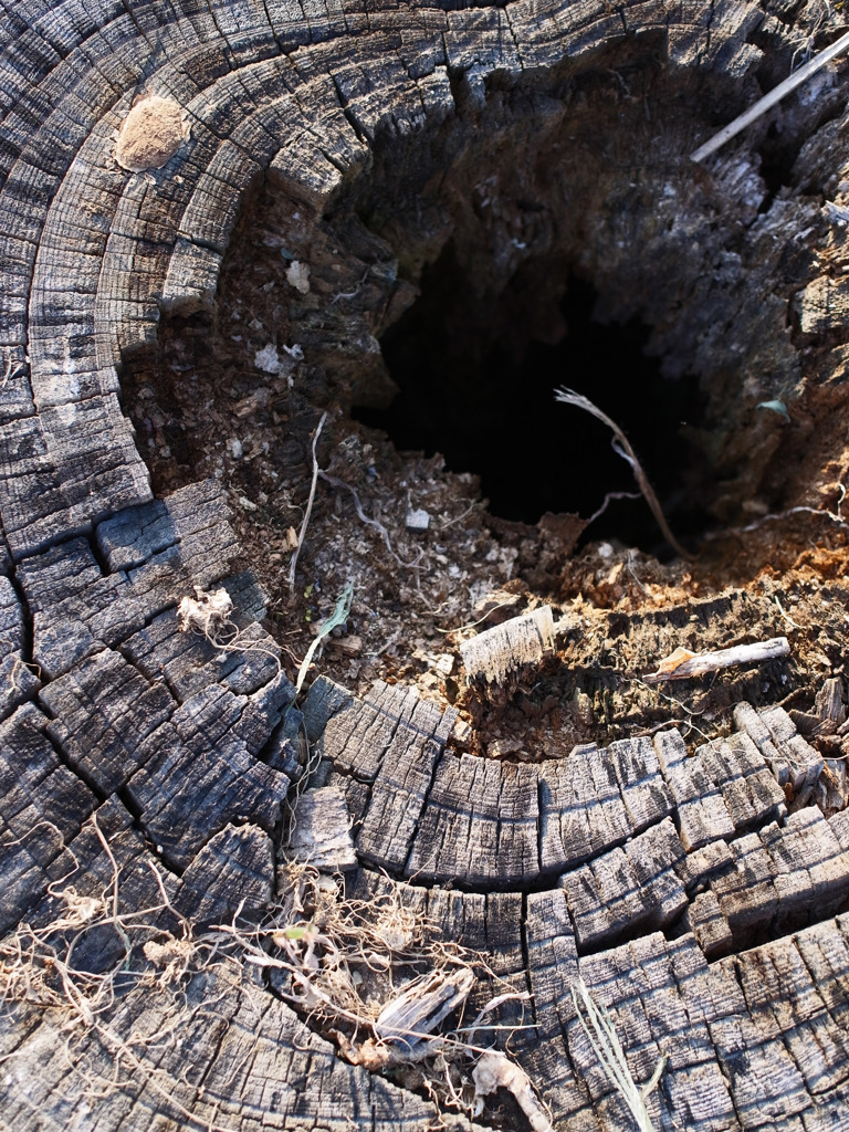 stump