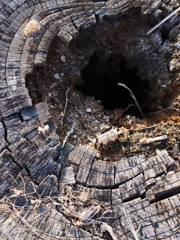 stump