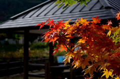 紅葉