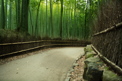京都の竹林