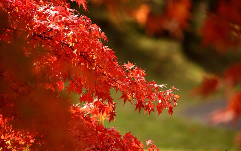 真っ赤なドラゴン？