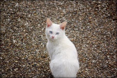 白ネコさん